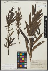 Foto von Salix purpurea L. x Salix viminalis L.